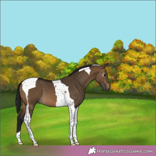 Horse Color:Gray Brown Dun Tobiano 
