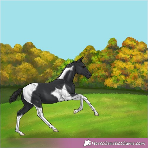 Horse Color:Black Tobiano 