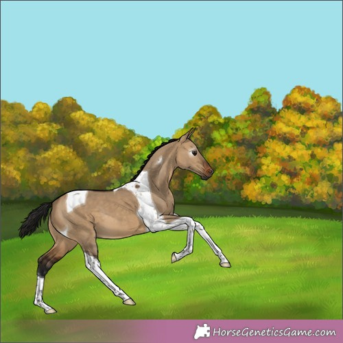 Horse Color:Gray Bay Dun Tobiano 