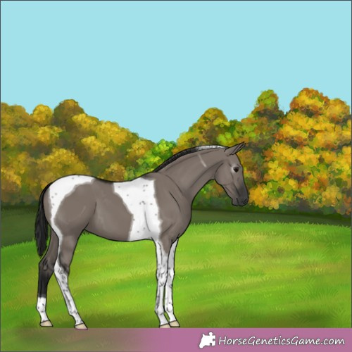 Horse Color:Gray Grullo Tobiano 