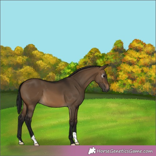 Horse Color:Gray Brown Dun 