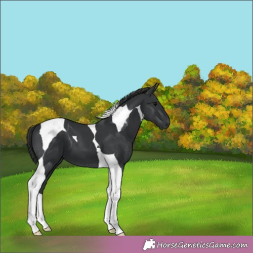 Horse Color:Black Tobiano 