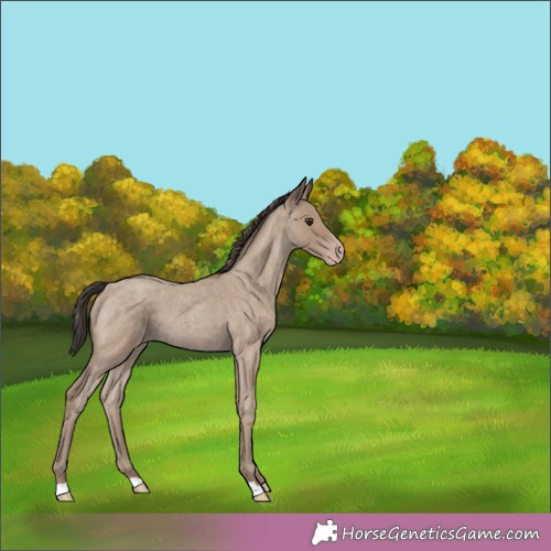 Horse Color:Classic Champagne Roan 