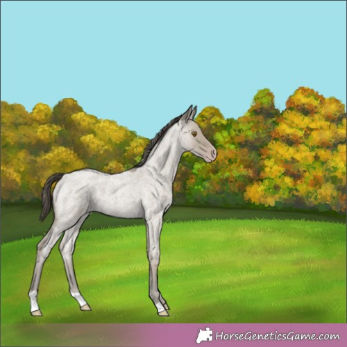 Horse Color:Classic Cream Champagne Roan 
