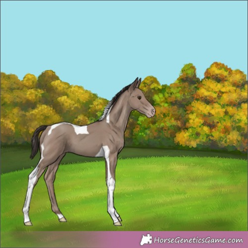 Horse Color:Classic Champagne Tobiano 