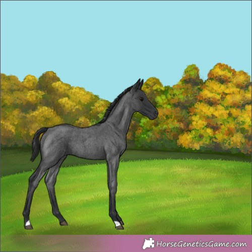 Horse Color:Blue Roan 
