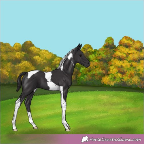 Horse Color:Smoky Black Tobiano 