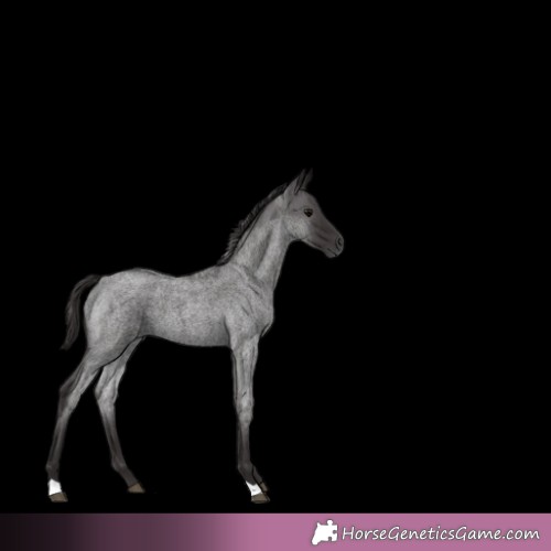 Horse Color:Smoky Blue Roan 