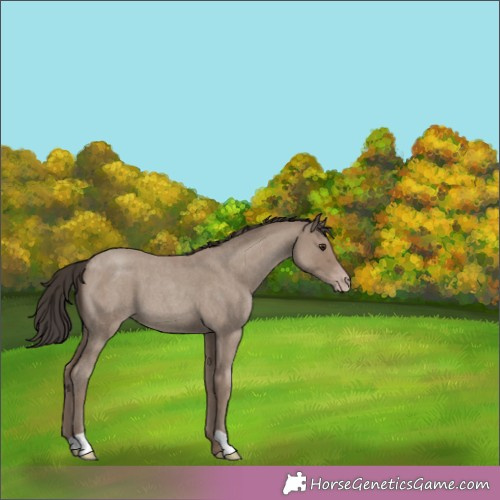 Horse Color:Classic Champagne Roan 