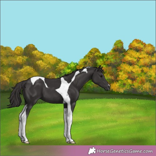 Horse Color:Smoky Black Tobiano 