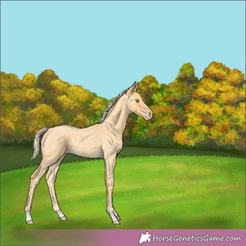 Horse Color:Gold Cream Champagne Roan 
