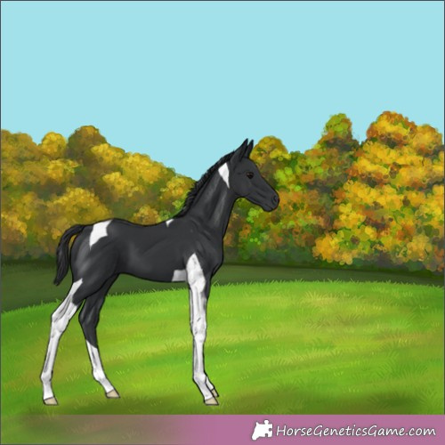 Horse Color:Black Tobiano 