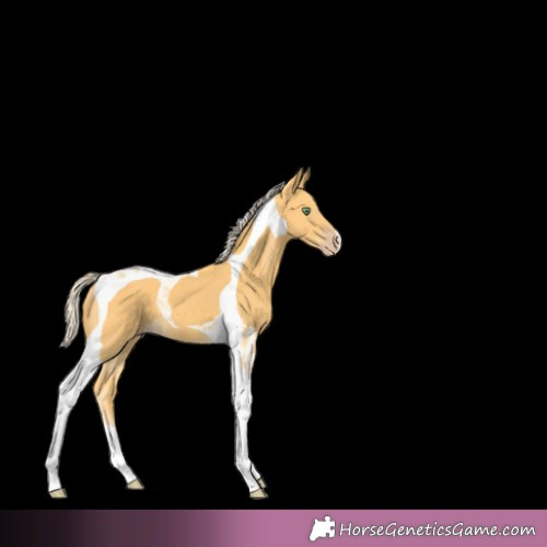 Horse Color:Gold Cream Champagne Tobiano 