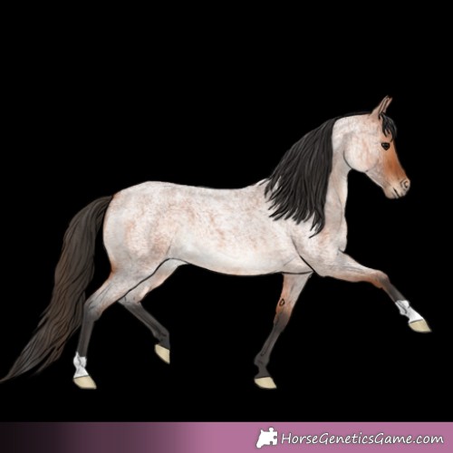 Horse Color:Bay Roan 