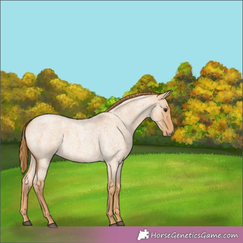 Horse Color:Red Dun Roan 