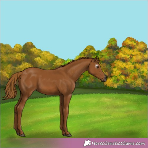 Horse Color:Gray Chestnut 