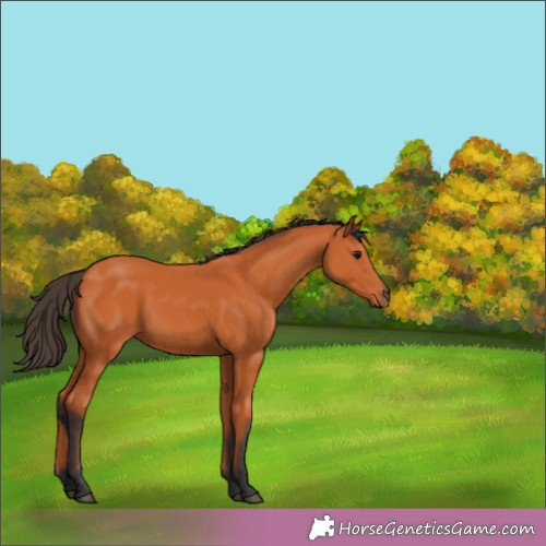 Horse Color:Bay 