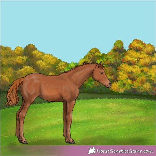 Horse Color:Chestnut 