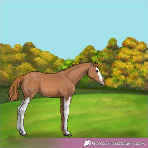 Horse Color:Chestnut 