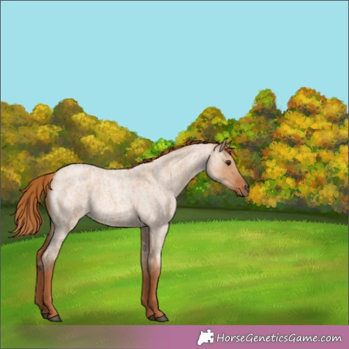 Horse Color:Red Dun Roan 