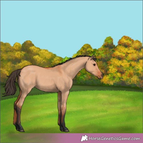 Horse Color:Bay Dun 