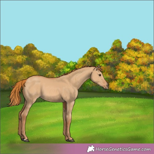 Horse Color:Red Dun 