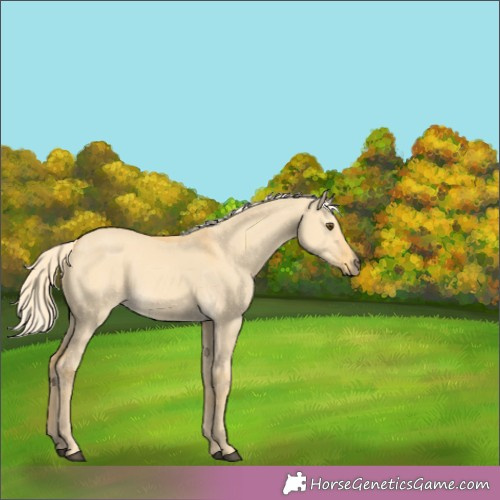 Horse Color:Palomino Dun 