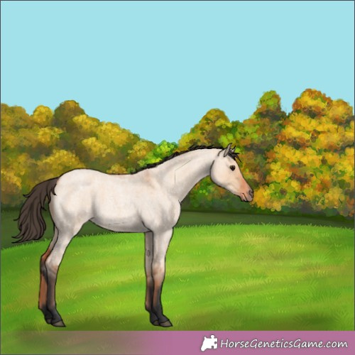 Horse Color:Bay Roan Dun 
