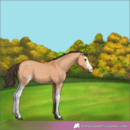 Horse Color:Bay Dun 