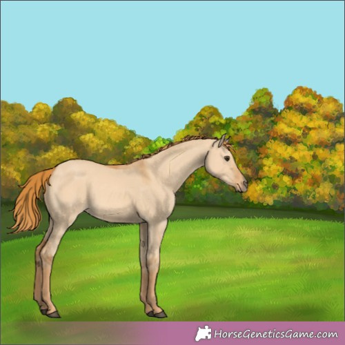 Horse Color:Red Dun 