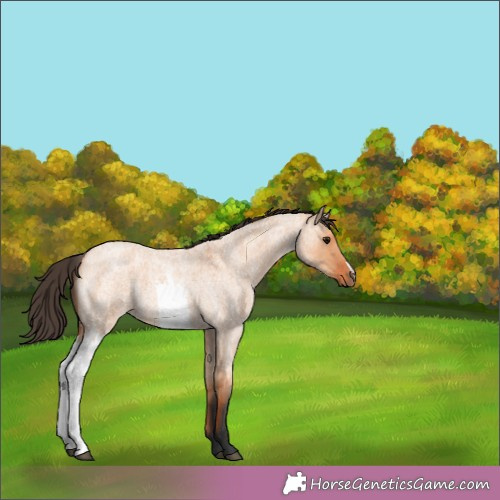 Horse Color:Bay Roan Dun 