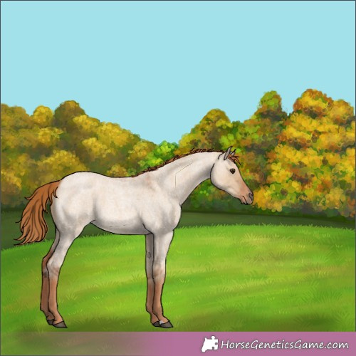 Horse Color:Red Dun Roan 