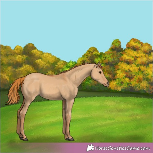 Horse Color:Red Dun 