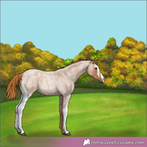 Horse Color:Red Roan 
