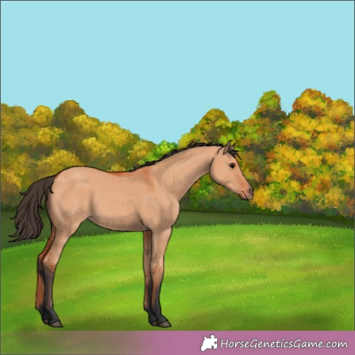 Horse Color:Bay Dun 