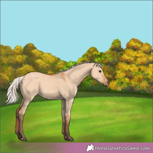 Horse Color:Silver Bay Dun 