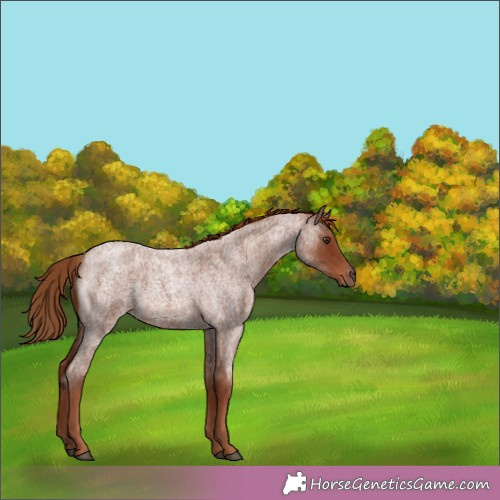 Horse Color:Red Roan 