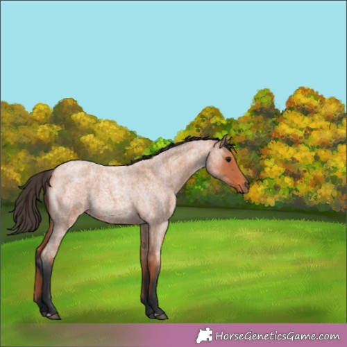 Horse Color:Bay Roan 