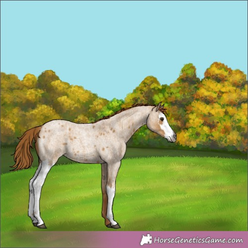 Horse Color:Gray Red Dun Roan 