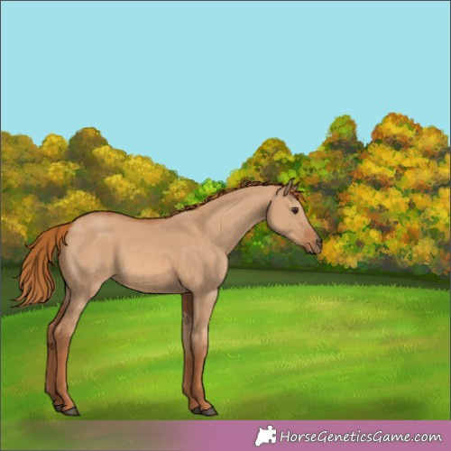 Horse Color:Red Dun 