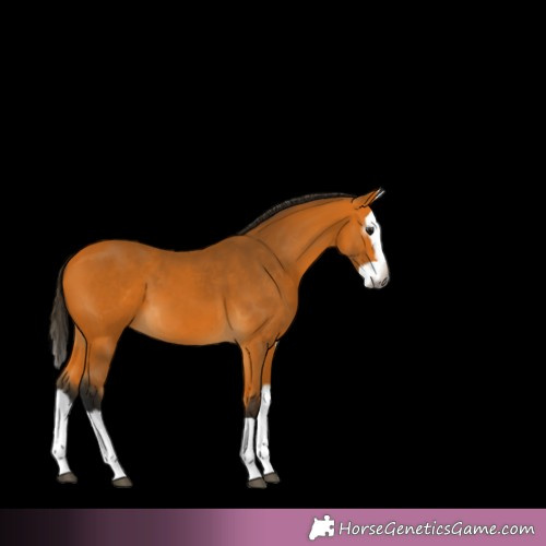 Horse Color:Gray Buckskin Splash 