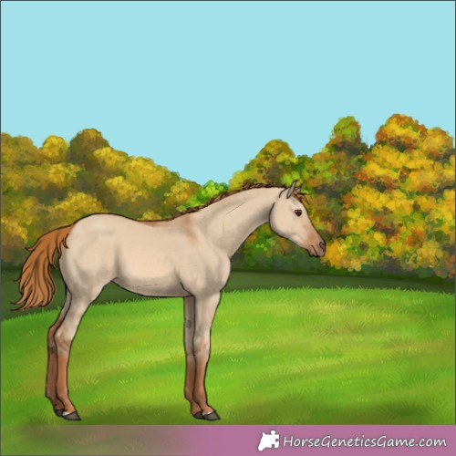 Horse Color:Red Dun 