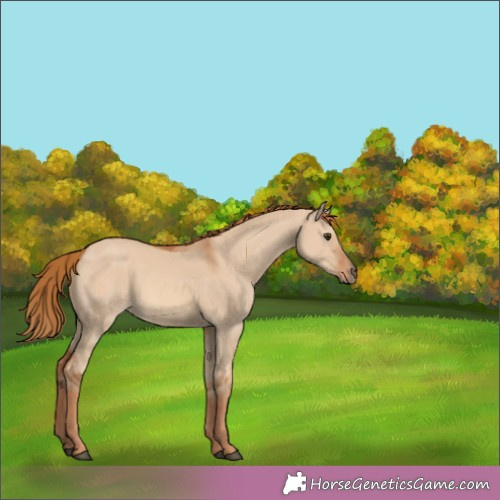 Horse Color:Red Dun 