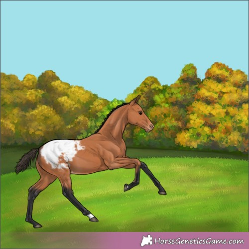 Horse Color:Bay Snowcap 
