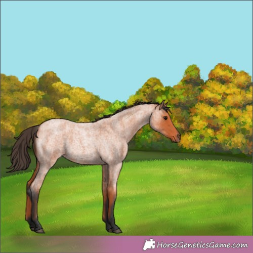 Horse Color:Bay Roan 