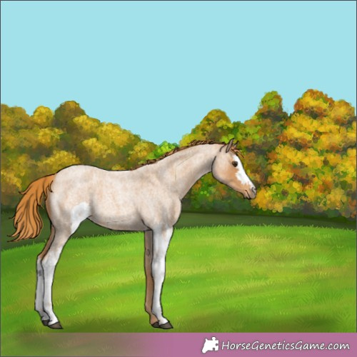 Horse Color:Red Roan 