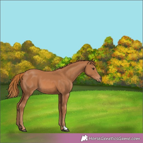 Horse Color:Chestnut 