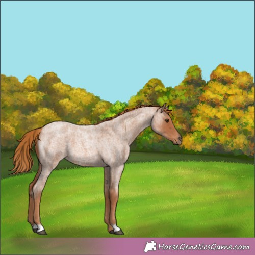 Horse Color:Red Roan 