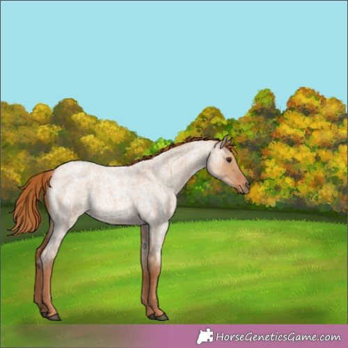 Horse Color:Red Dun Roan 