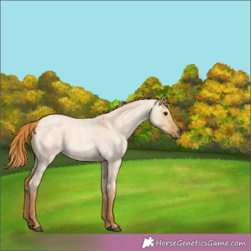 Horse Color:Red Dun Roan 